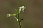 Small green wood orchid